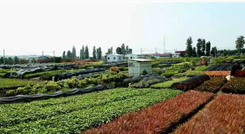 中山古镇， 横栏三沙，大型的苗木基地