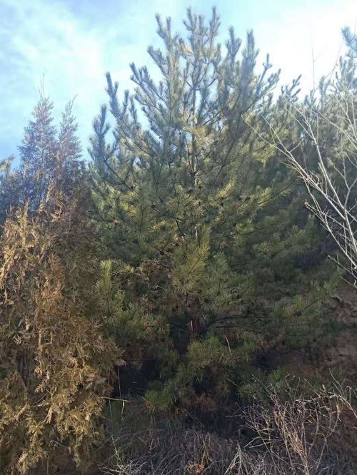 发芽率影响因素