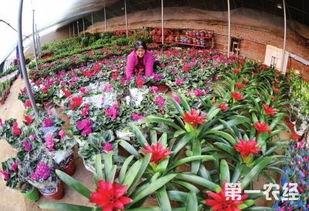 河间花卉市场在邢台具体位置探秘