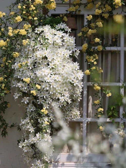 冬日庭院：选对花卉，省下换苗费