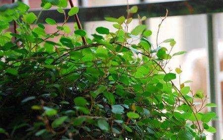 千叶吊兰叶子大量掉落是什么原因导致的处理方法