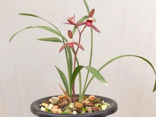 冬天兰花喜水吗？如何正确浇水才能养好兰花