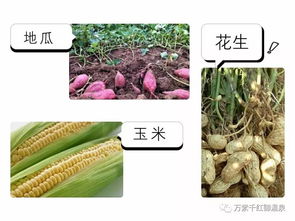 魔芋采摘时间：每年秋季