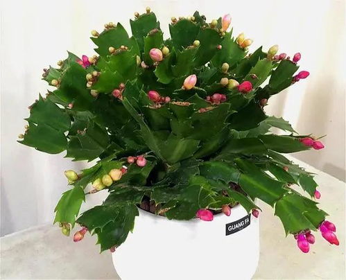 佛手掌花夏天如何避免叶片枯萎？