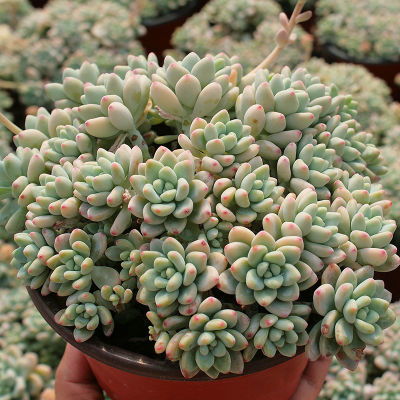 “多肉劳尔夏日养护攻略，轻松度夏成爆款！”