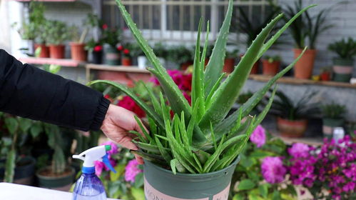 鹤望兰侧芽生长技巧：提升繁殖效率的秘诀！