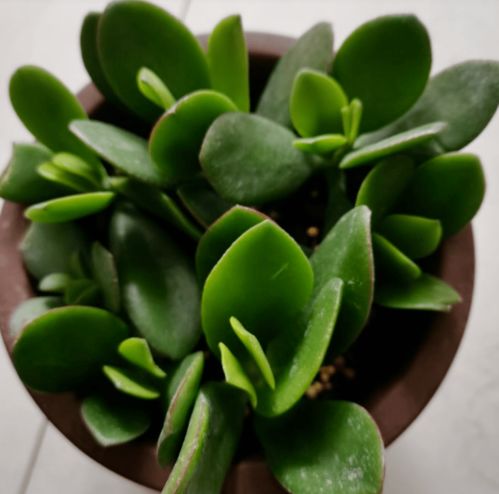 养花，其实就像养孩子