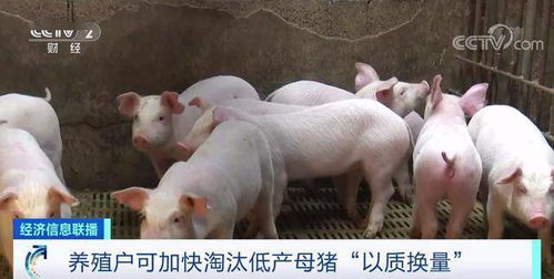 淘汰低产母猪，优化养殖结构