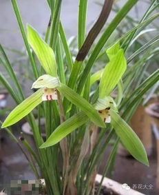 兰花不开花？试试调整光照和施肥
