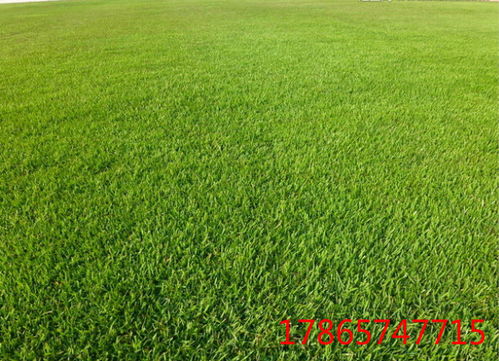 秋季播种， 雨水帮忙