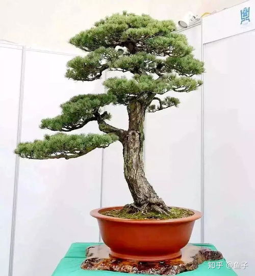 五针松生长周期与打药时机