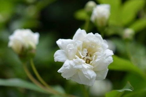 探寻鬼招手之谜：木香花起源传说