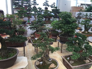 耐旱花卉大揭秘：8款神器推荐