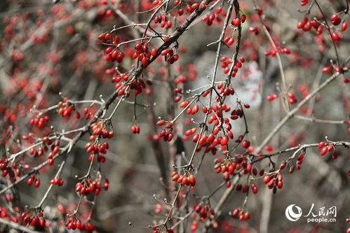 山茱萸种植的成活率秘密：季节选择与误区避免