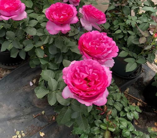 月季花界的色彩盛宴