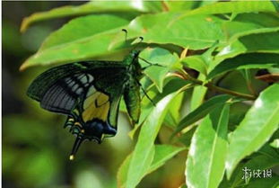 为什么这些花卉如此稀少？