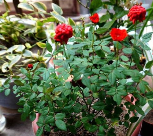 换土控水， 保持土壤透气性