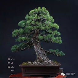 五针松的生长特点：排水与土壤选择