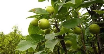 菠萝蜜栽培技术，涉及选种、种植、管理及病虫害防治等环节