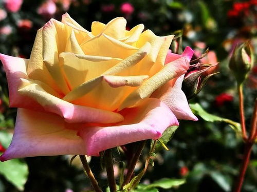 斑粝岩月季：大卫奥斯汀推荐品种， 清新美丽