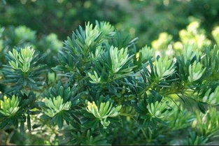 松树，大自然的绿色精灵