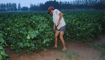 播种时机与应急处理