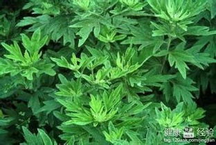 田艾草的药用价值有哪些？它的神奇功效你了解吗