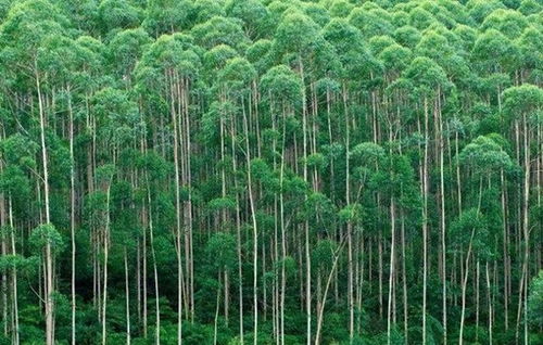 揭秘速生桉：为何被誉为“断子绝孙”树种？