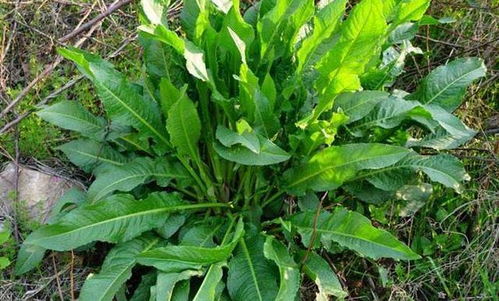 天然增色剂：这些植物也Neng帮大忙