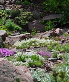 12种高山木本特性对比