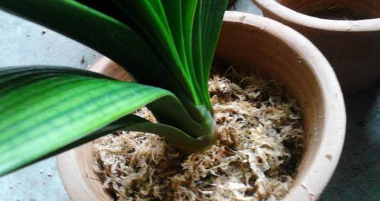 泡多菌灵的技巧