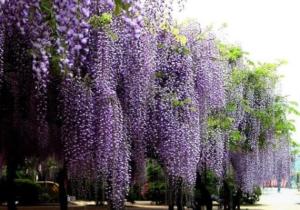 大树移栽，根系保护不可忽视