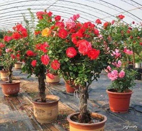 月季花怎么这么少开啊？是不是土壤、光照还是病虫害捣的鬼？