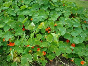 炎炎夏日植物开花的奇迹