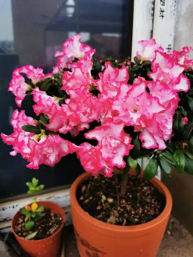 施肥篇：薄肥勤施， 营养充足