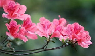 粉玉杜鹃：园艺师的心头好