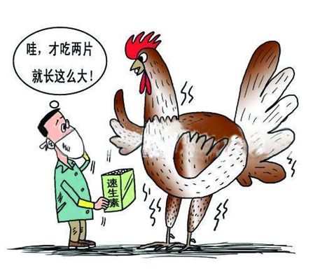 激素饲料喂养的家禽和快速长大的禽类食品，长期食用对健康有影响吗？