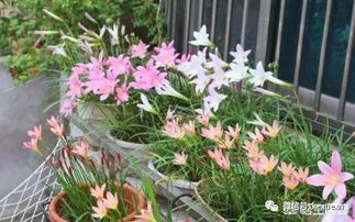 热得冒油的六月还嫩种花？别不信！