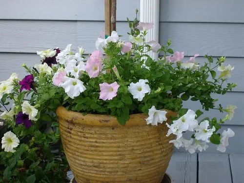 绿意盎然 阳光明媚