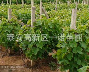 江苏其他苗木品种