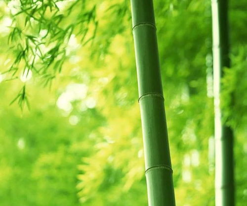竹子如何映射不同人的品质，体现人性中的独特韵味