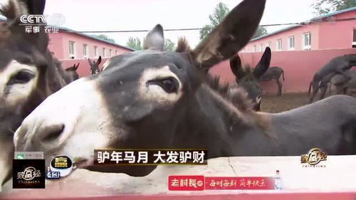 大学生养土猪，月入过万