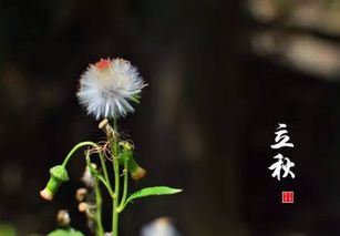 立秋过后 东北的花儿也热闹起来