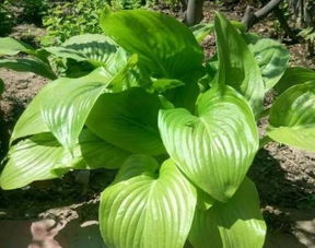 分株后的护理：像照顾新生儿一样细心