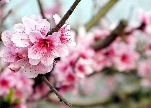 桃花笑春风，人面何处去