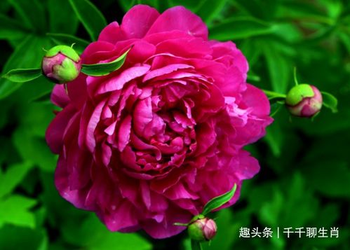 芍药：美丽动人， 寓意爱情