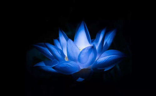 蓝莲花寓意纯洁，象征希望——它为何能在淤泥中绽放