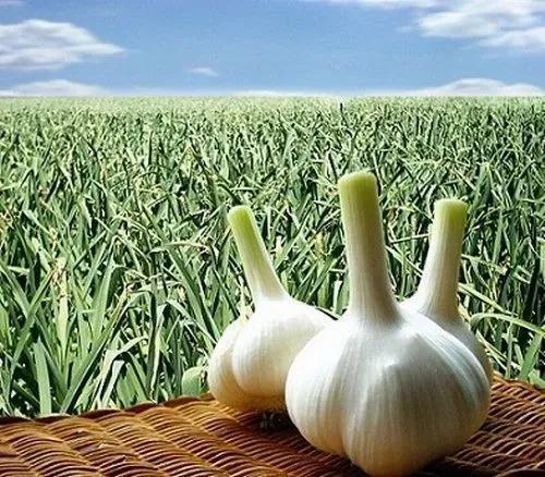 清洁病残，降低病原