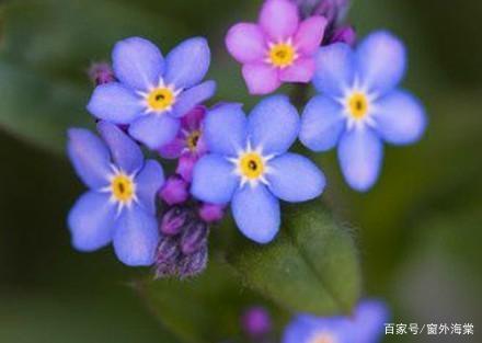 “勿忘我花语：永恒的回忆，爱情永恒”