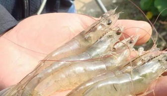 水产甲维盐：Neng否彻底根治对虾纤毛虫这个？